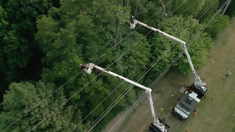 How Our Tree Care Process Works  in Southside, AR